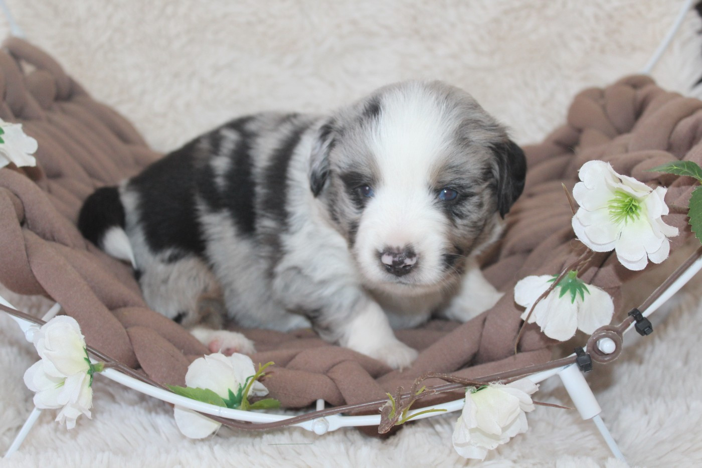 Of Winner Mistral - Chiots disponibles - Berger Américain Miniature 
