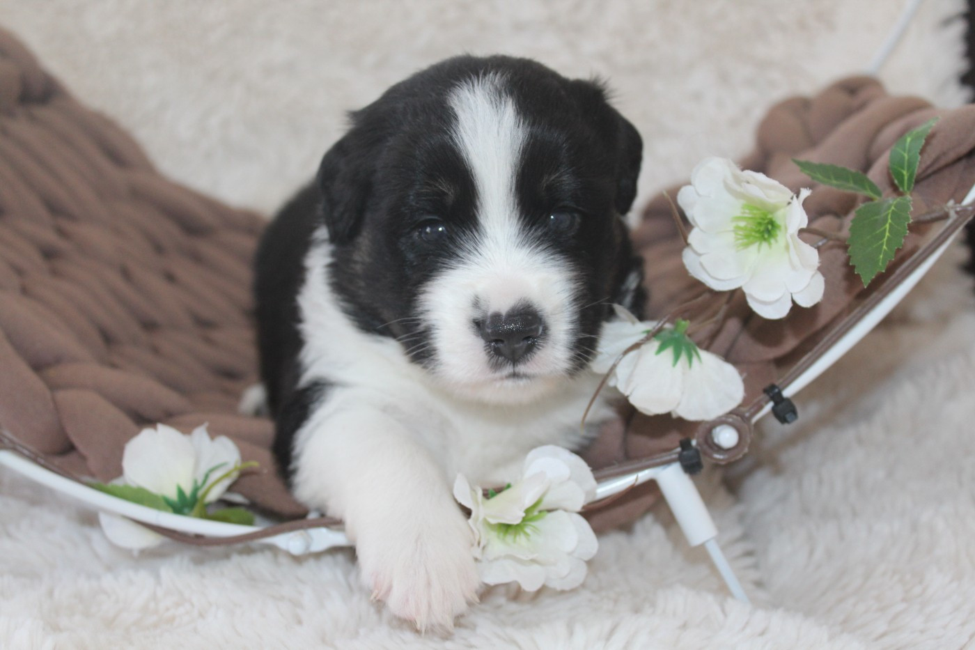 Of Winner Mistral - Chiots disponibles - Berger Américain Miniature 
