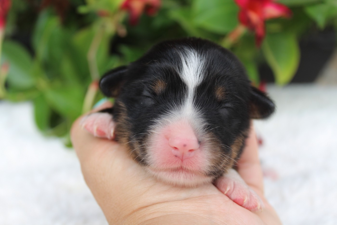 Of Winner Mistral - Chiots disponibles - Berger Américain Miniature 