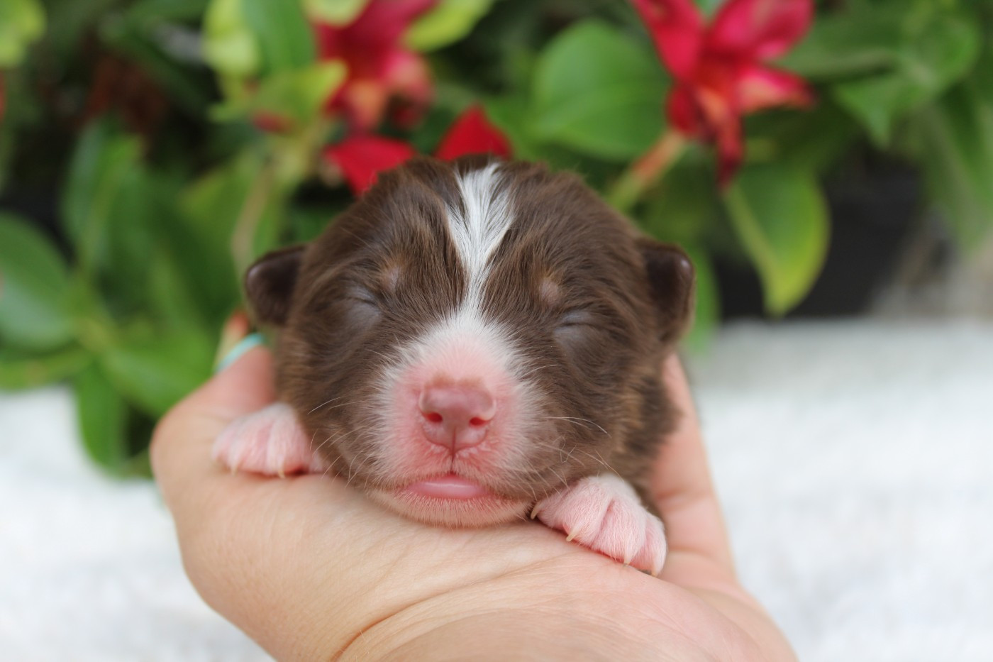 Of Winner Mistral - Chiots disponibles - Berger Américain Miniature 