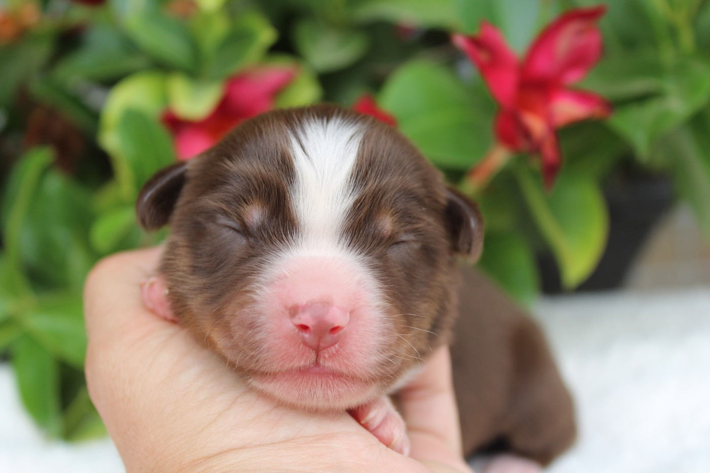 Of Winner Mistral - Chiots disponibles - Berger Américain Miniature 