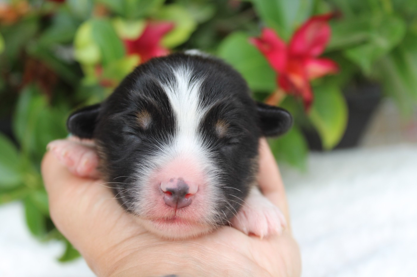 Of Winner Mistral - Chiots disponibles - Berger Américain Miniature 