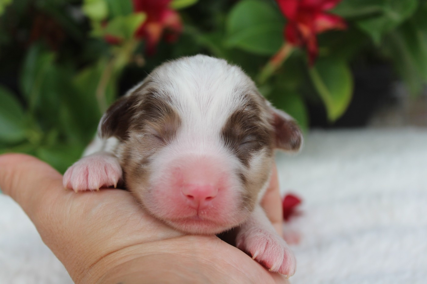 Of Winner Mistral - Chiots disponibles - Berger Américain Miniature 