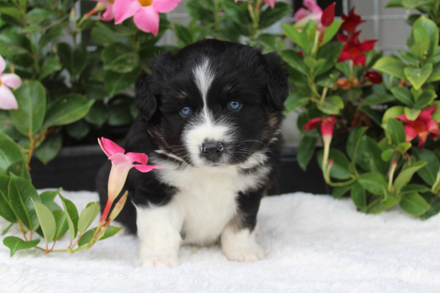 Of Winner Mistral - Chiots disponibles - Berger Américain Miniature 