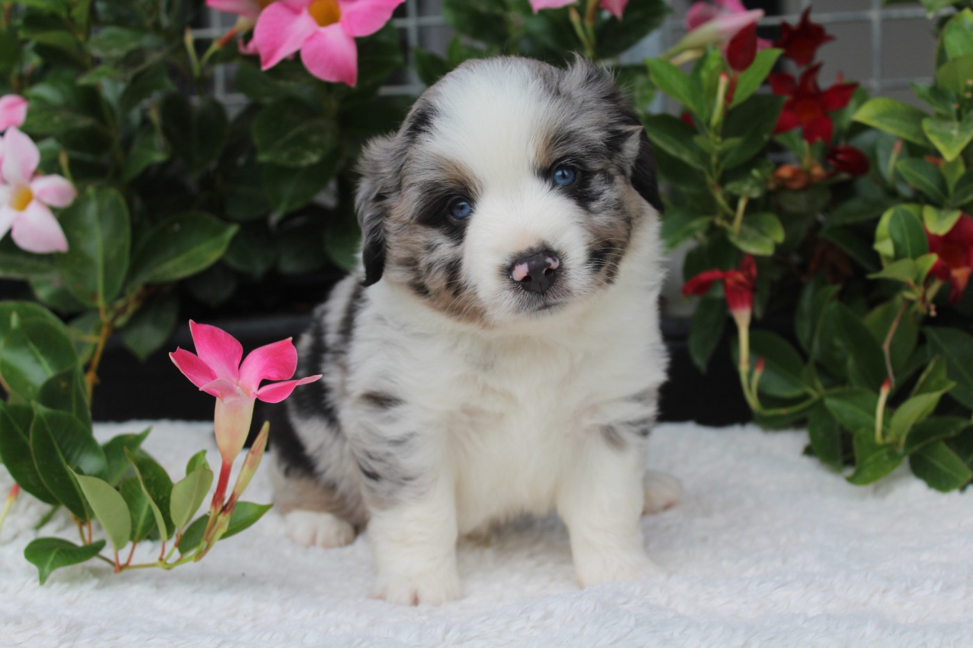 Of Winner Mistral - Chiots disponibles - Berger Américain Miniature 