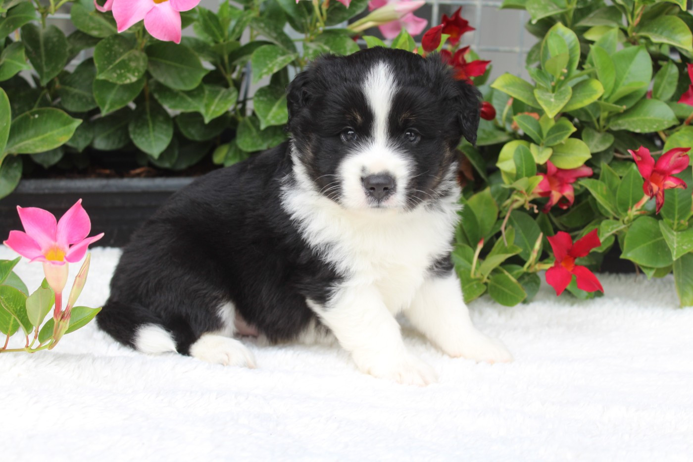 Of Winner Mistral - Chiots disponibles - Berger Américain Miniature 