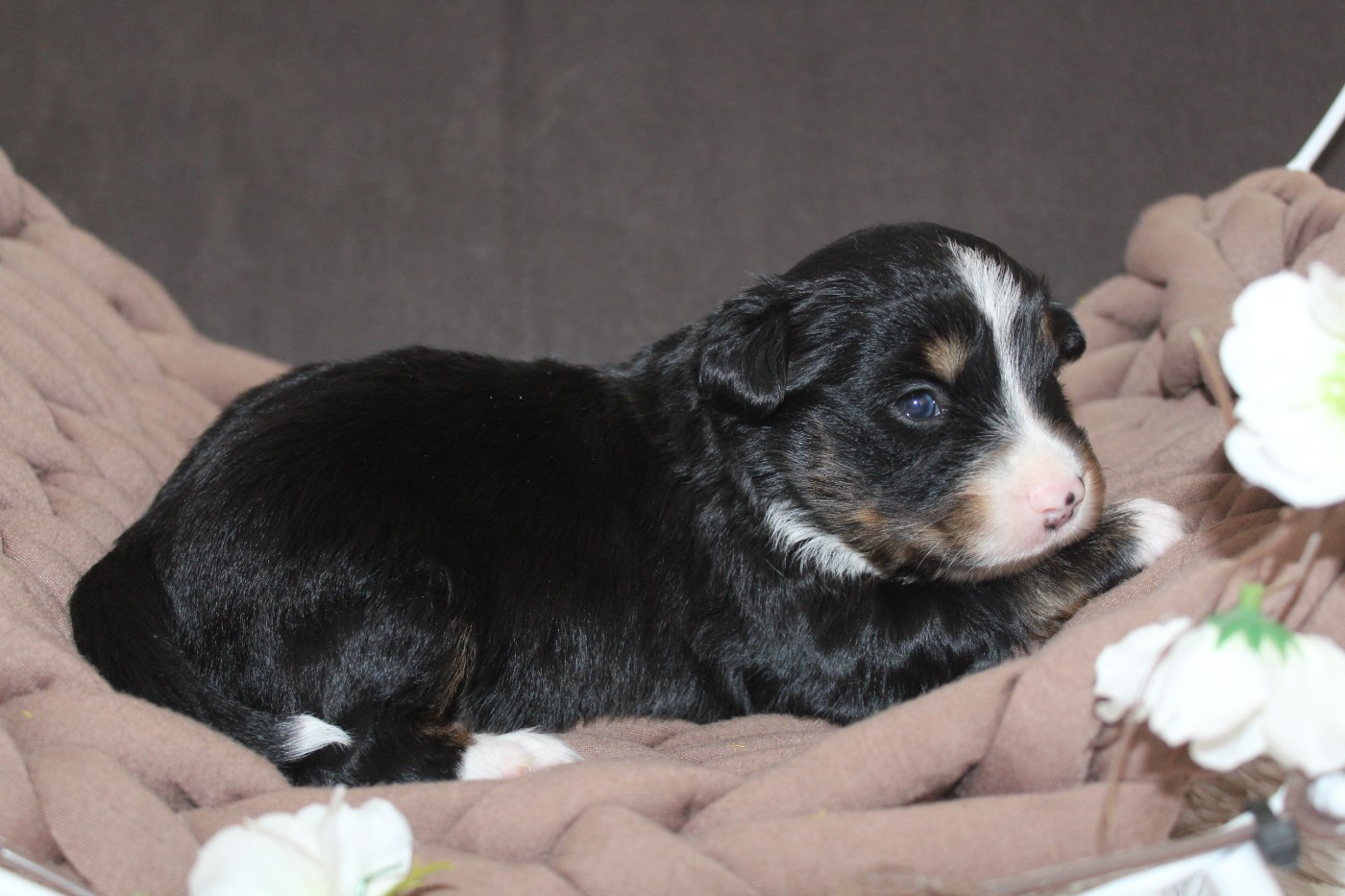 Of Winner Mistral - Chiots disponibles - Berger Américain Miniature 