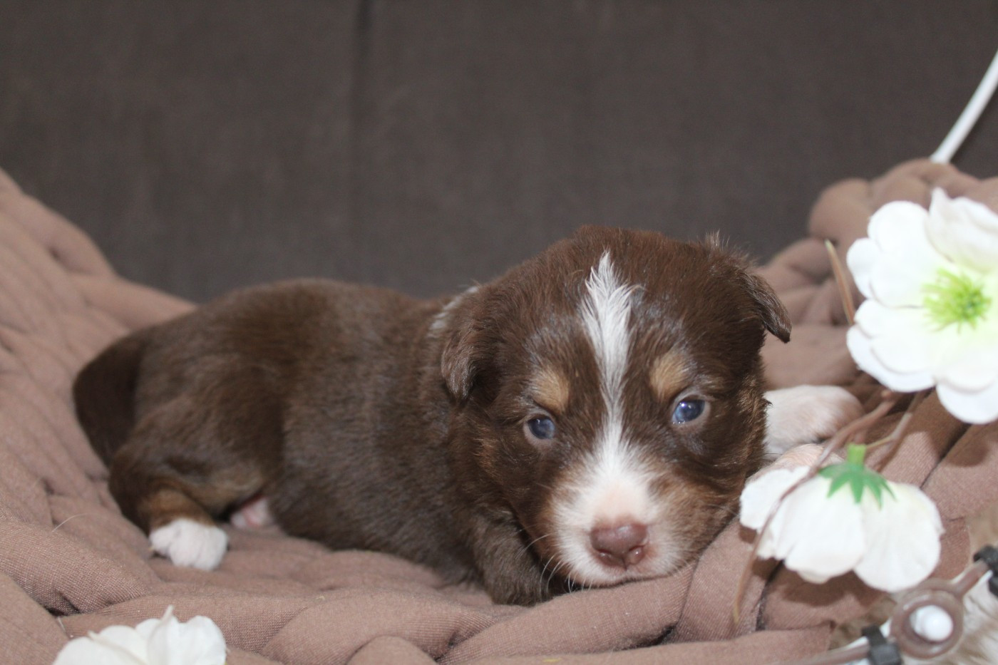 Of Winner Mistral - Chiots disponibles - Berger Américain Miniature 