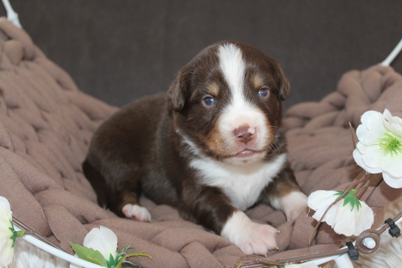 Of Winner Mistral - Chiots disponibles - Berger Américain Miniature 