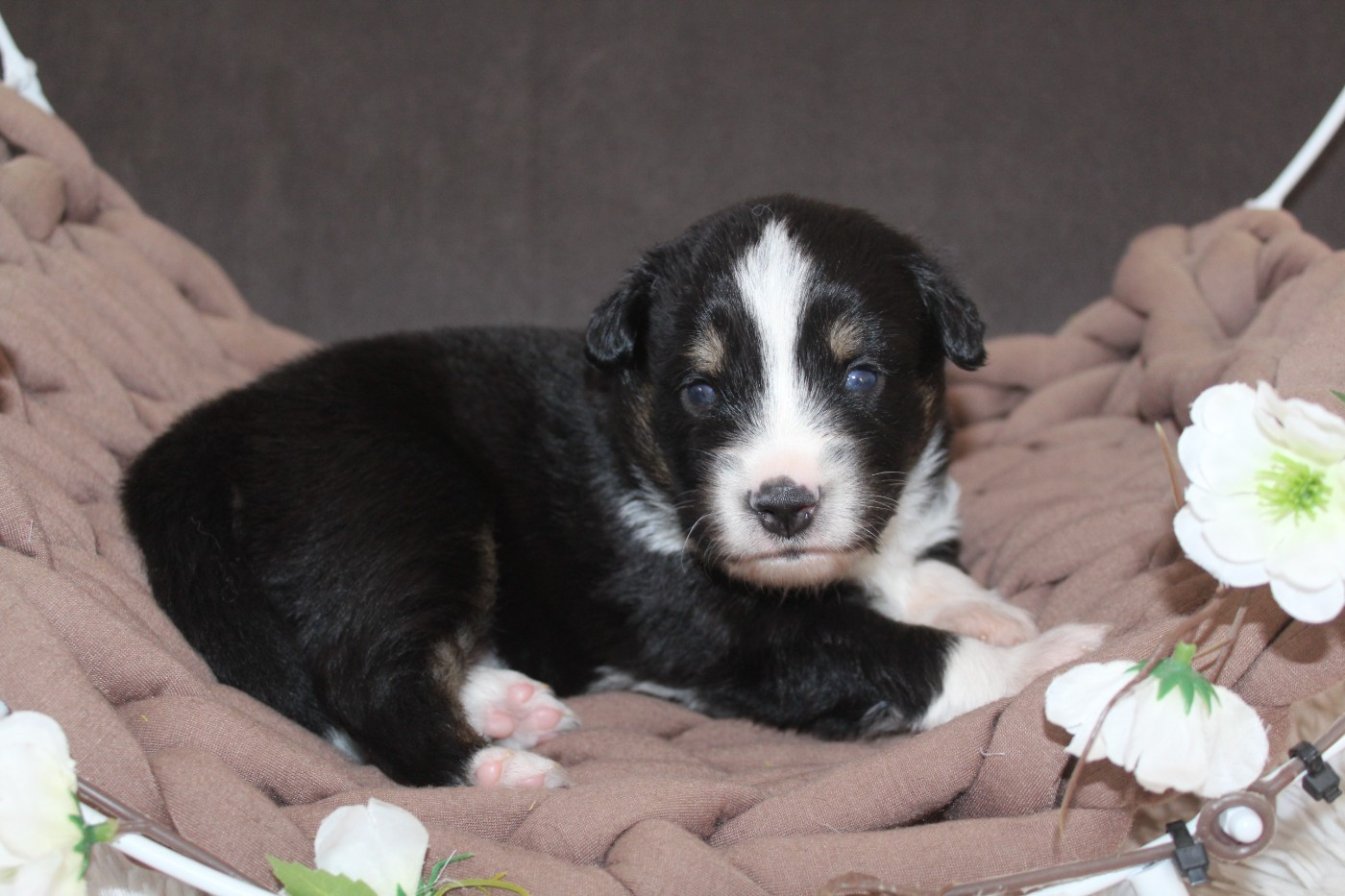 Of Winner Mistral - Chiots disponibles - Berger Américain Miniature 