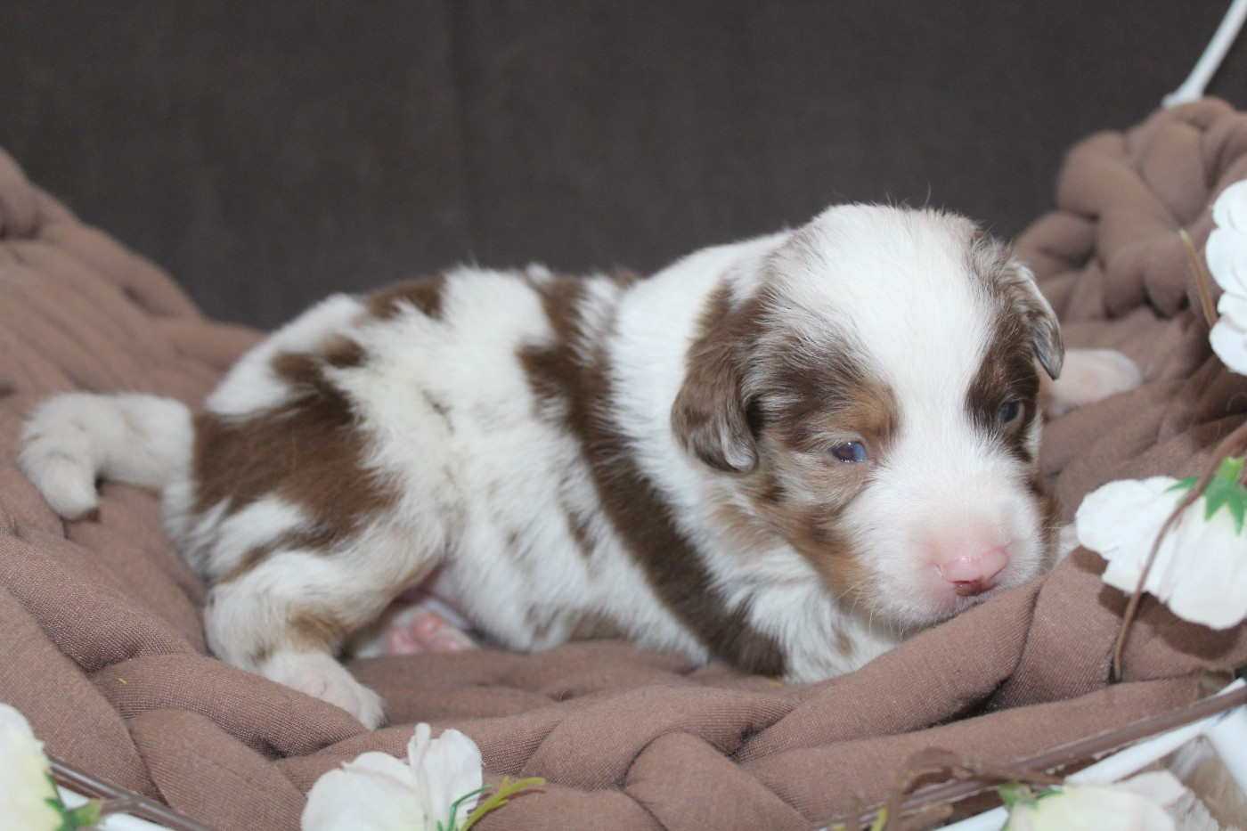 Of Winner Mistral - Chiots disponibles - Berger Américain Miniature 