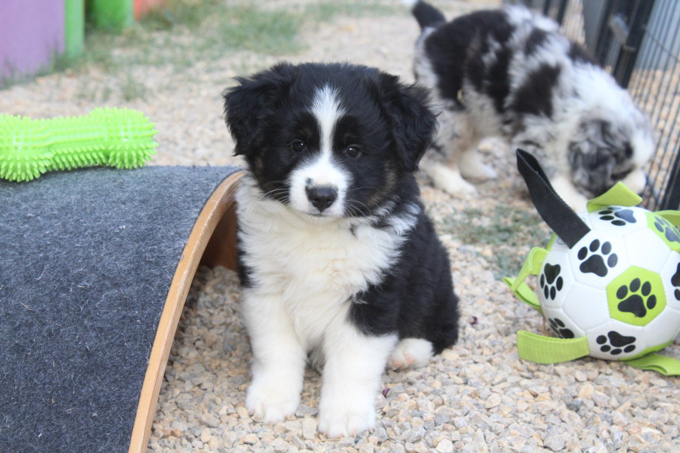 Of Winner Mistral - Chiots disponibles - Berger Américain Miniature 