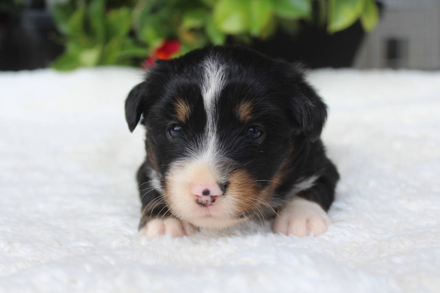 Of Winner Mistral - Chiots disponibles - Berger Américain Miniature 