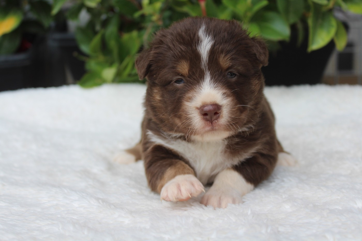 Of Winner Mistral - Chiots disponibles - Berger Américain Miniature 