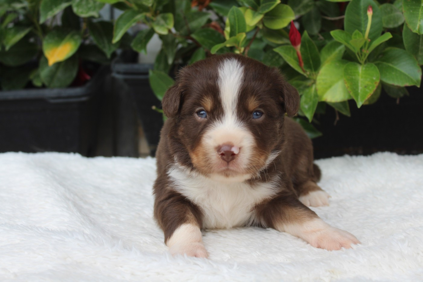 Of Winner Mistral - Chiots disponibles - Berger Américain Miniature 