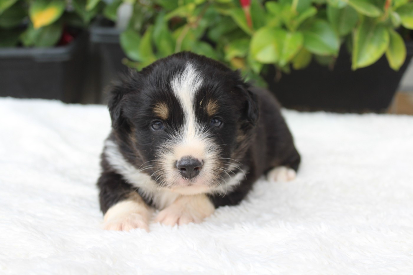 Of Winner Mistral - Chiots disponibles - Berger Américain Miniature 