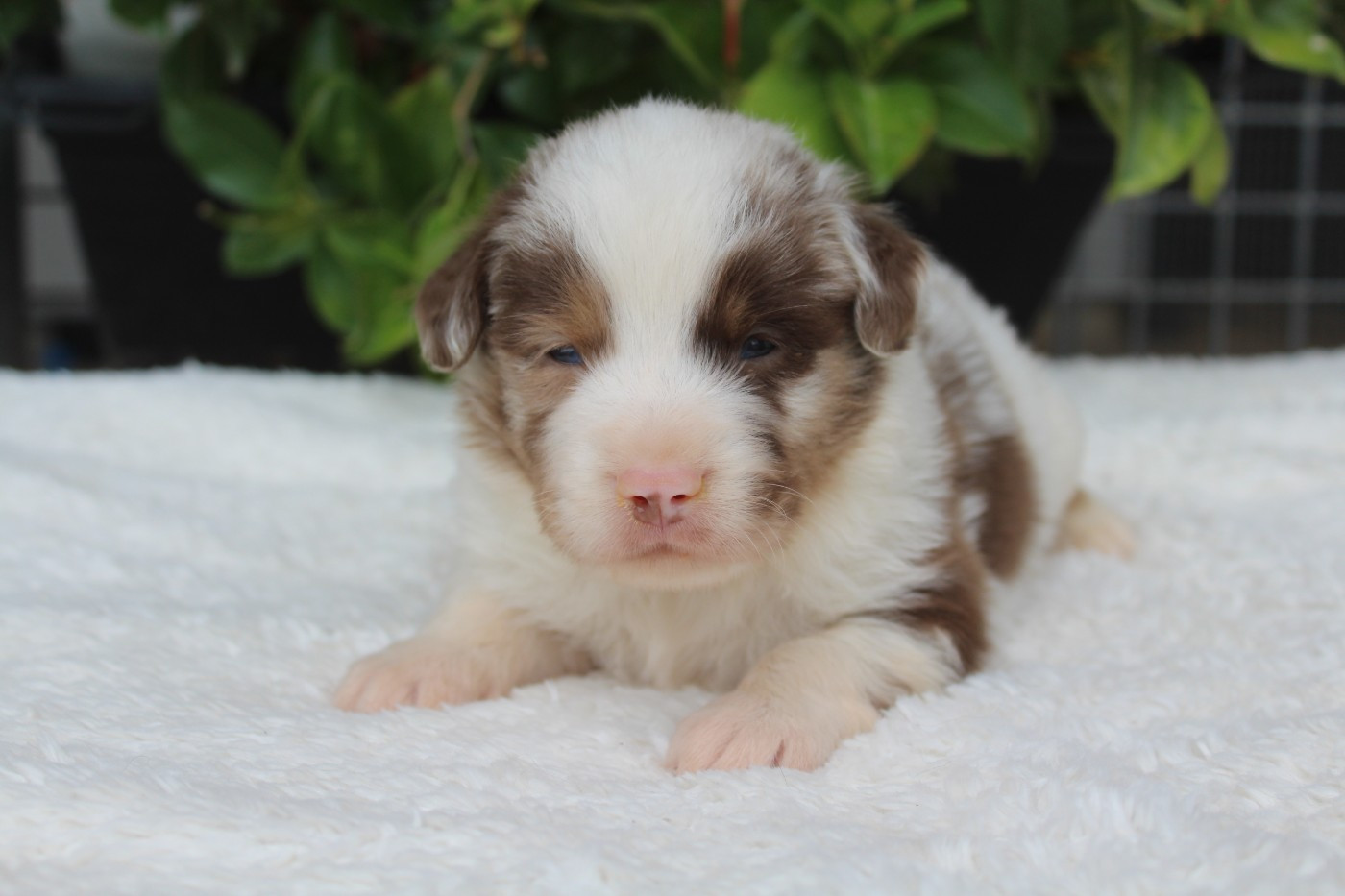 Of Winner Mistral - Chiots disponibles - Berger Américain Miniature 