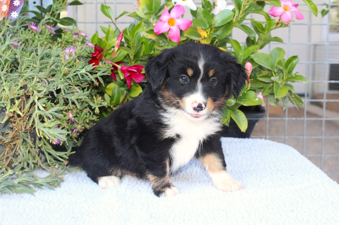 Of Winner Mistral - Chiots disponibles - Berger Américain Miniature 