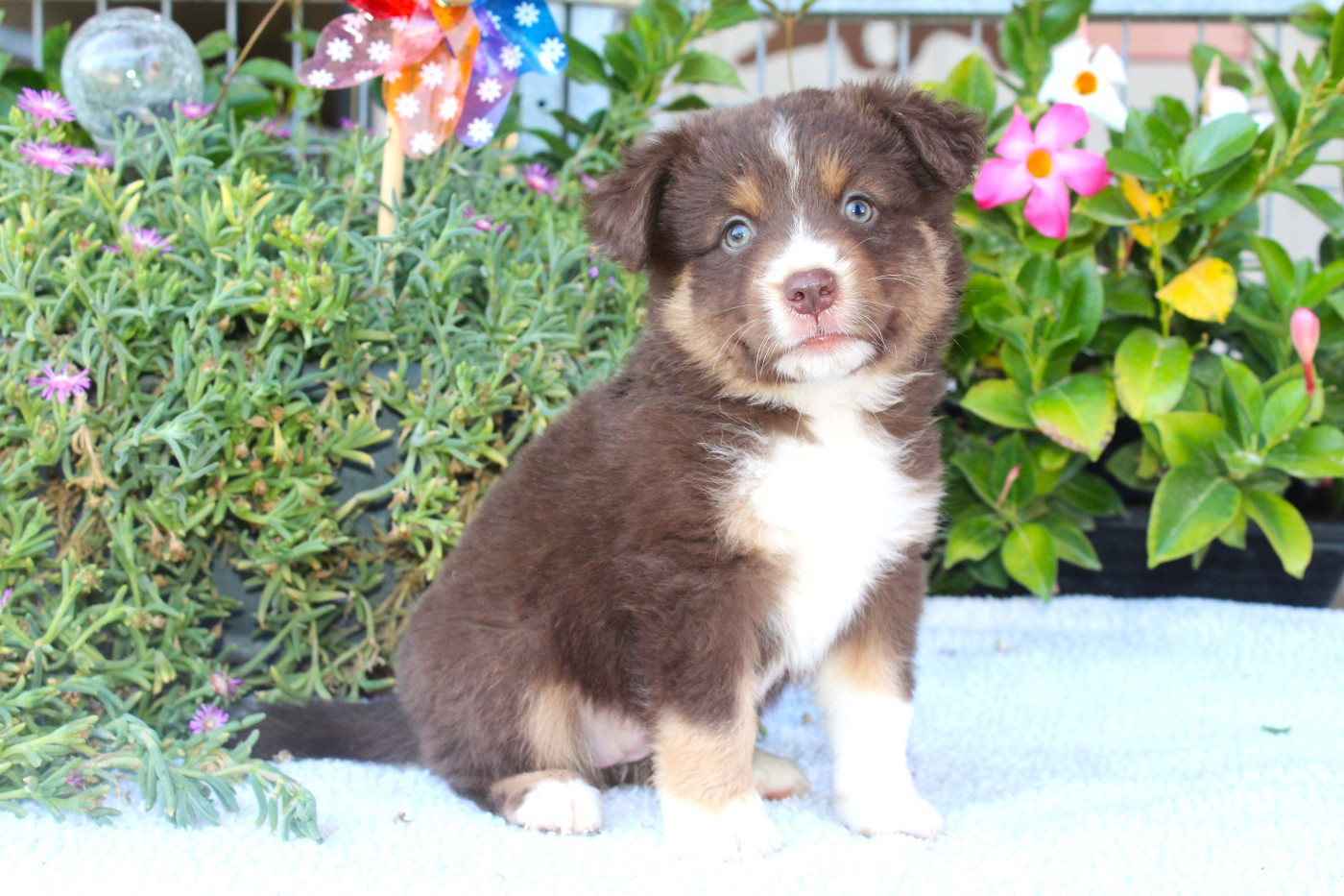 Of Winner Mistral - Chiots disponibles - Berger Américain Miniature 