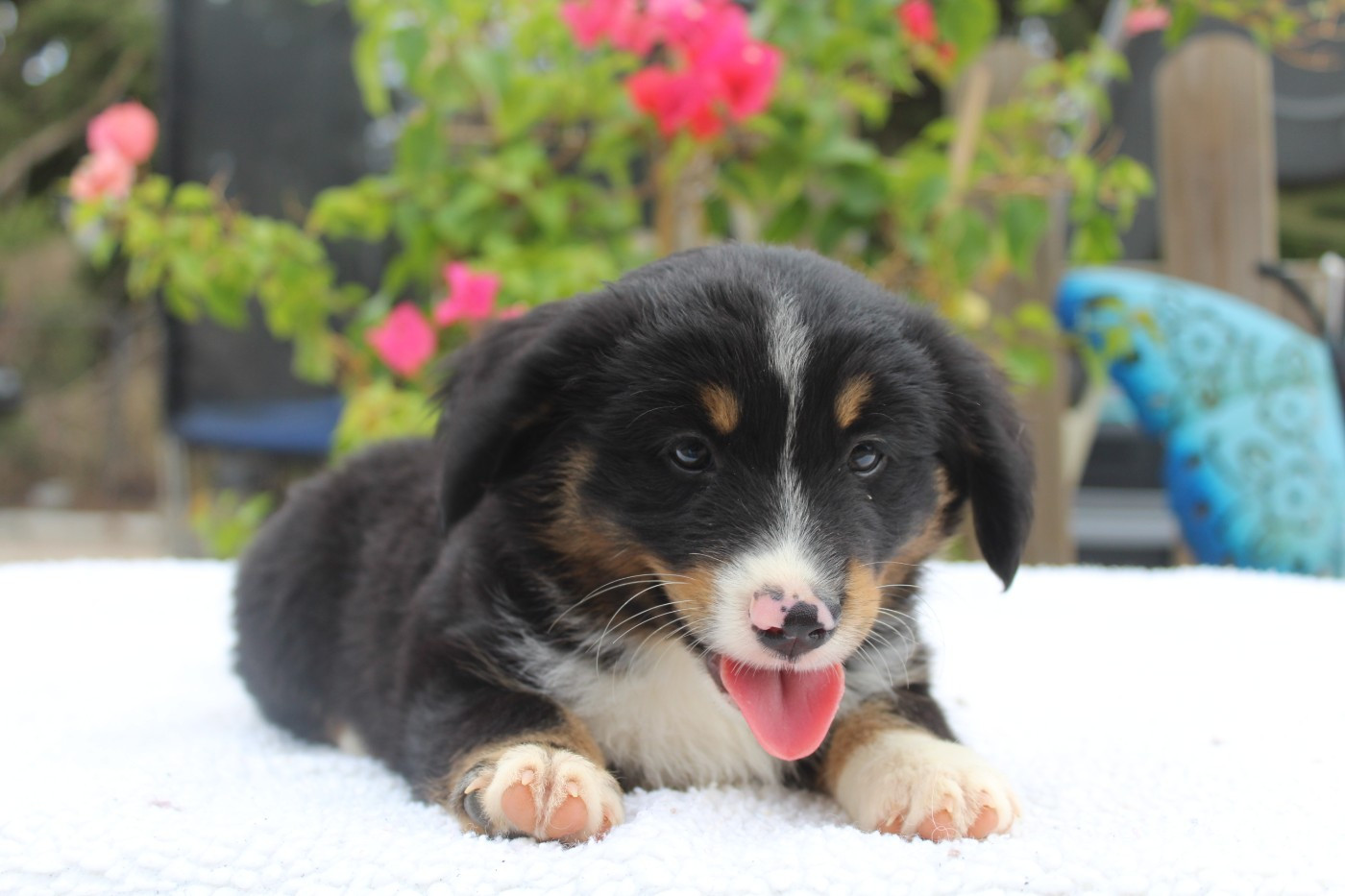 Of Winner Mistral - Chiots disponibles - Berger Américain Miniature 