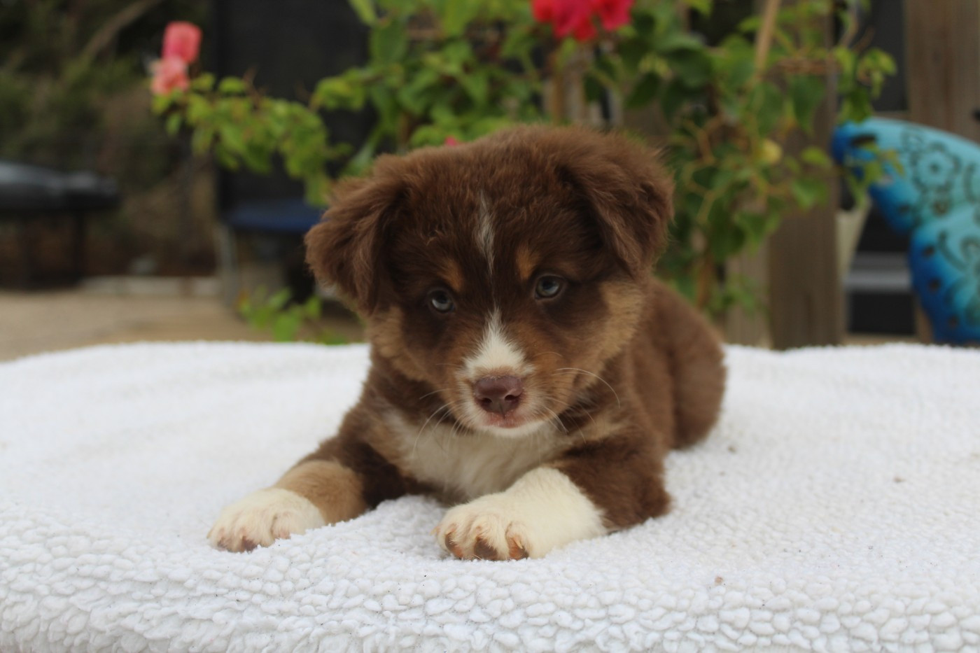 Of Winner Mistral - Chiots disponibles - Berger Américain Miniature 