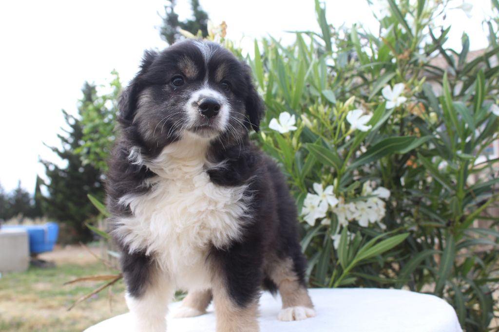Of Winner Mistral - Chiots disponibles - Berger Américain Miniature 