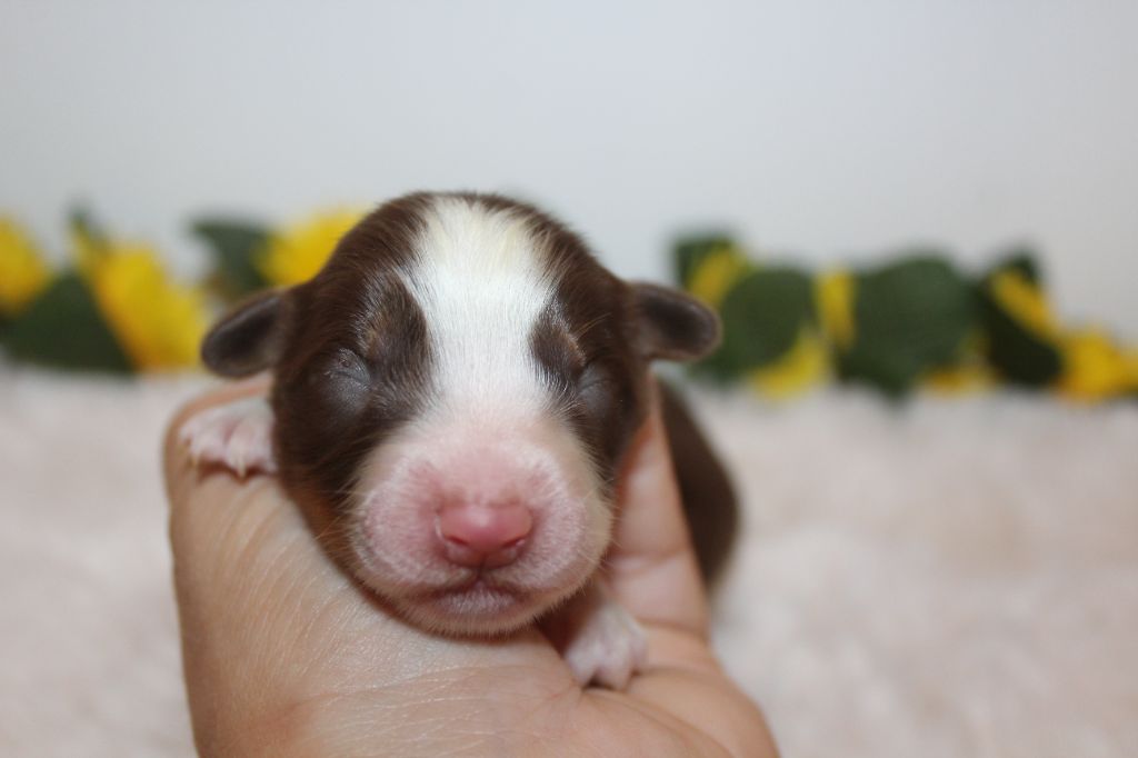 Of Winner Mistral - Chiots disponibles - Berger Américain Miniature 