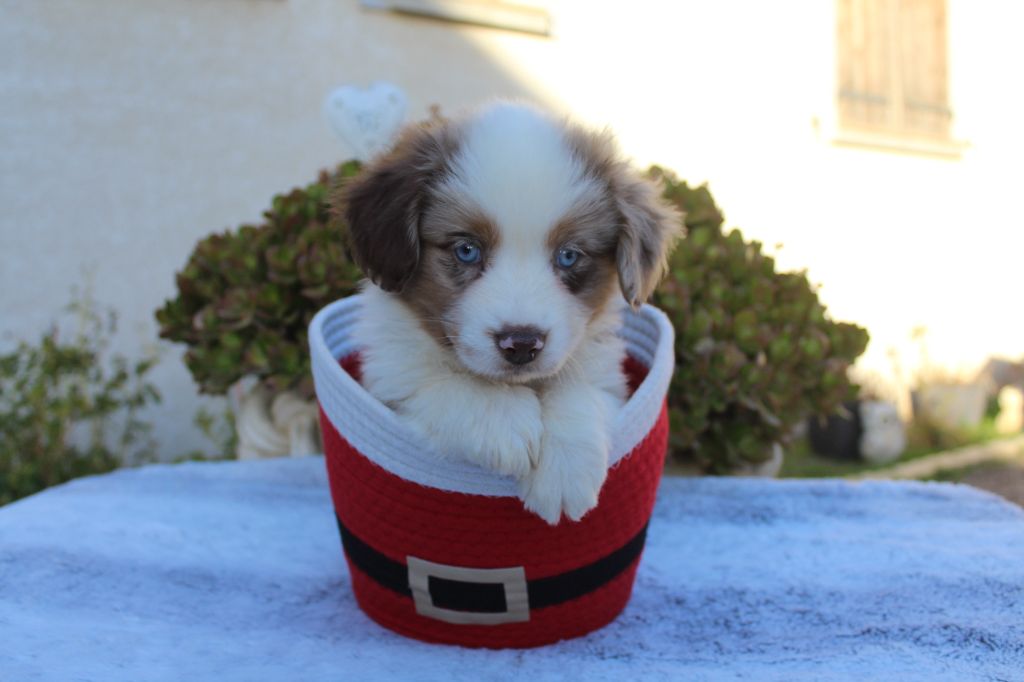 Of Winner Mistral - Chiots disponibles - Berger Américain Miniature 