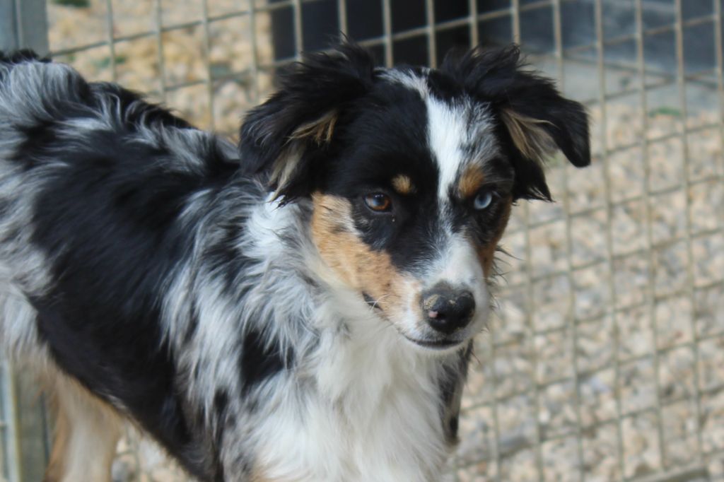 Of Winner Mistral - Chiots disponibles - Berger Américain Miniature 