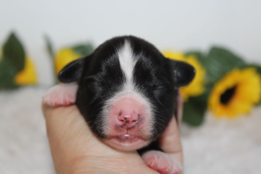 Of Winner Mistral - Chiots disponibles - Berger Américain Miniature 