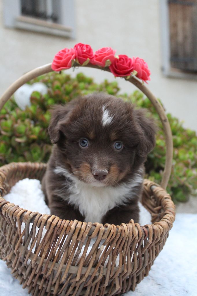 Of Winner Mistral - Chiots disponibles - Berger Américain Miniature 