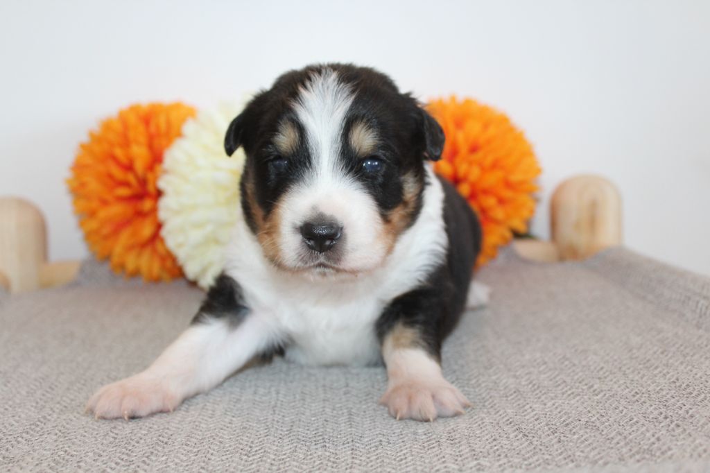 Of Winner Mistral - Chiots disponibles - Berger Américain Miniature 