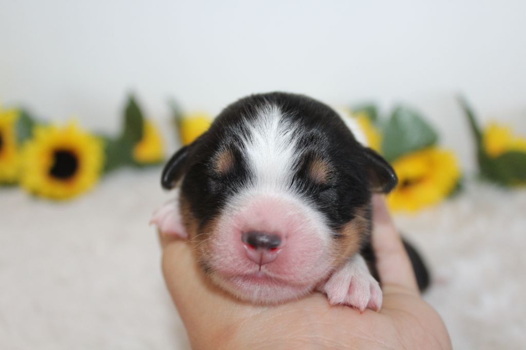 Of Winner Mistral - Chiots disponibles - Berger Américain Miniature 