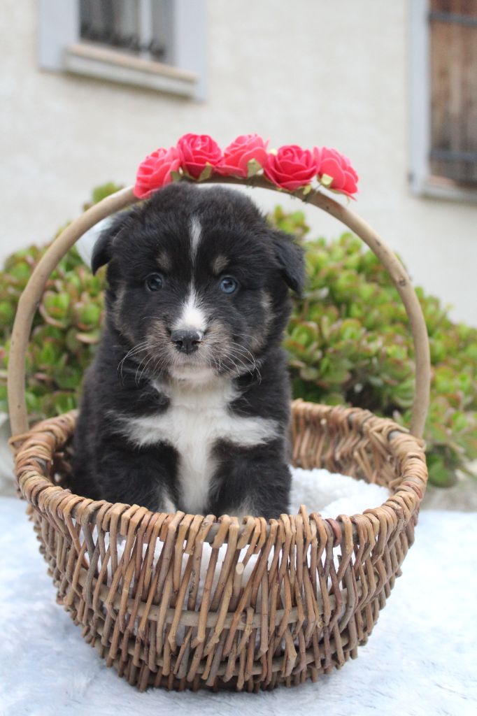 Of Winner Mistral - Chiots disponibles - Berger Américain Miniature 