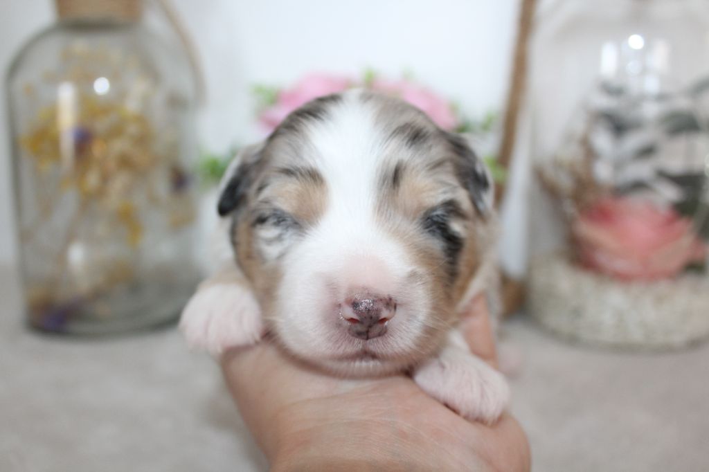 Of Winner Mistral - Chiots disponibles - Berger Américain Miniature 
