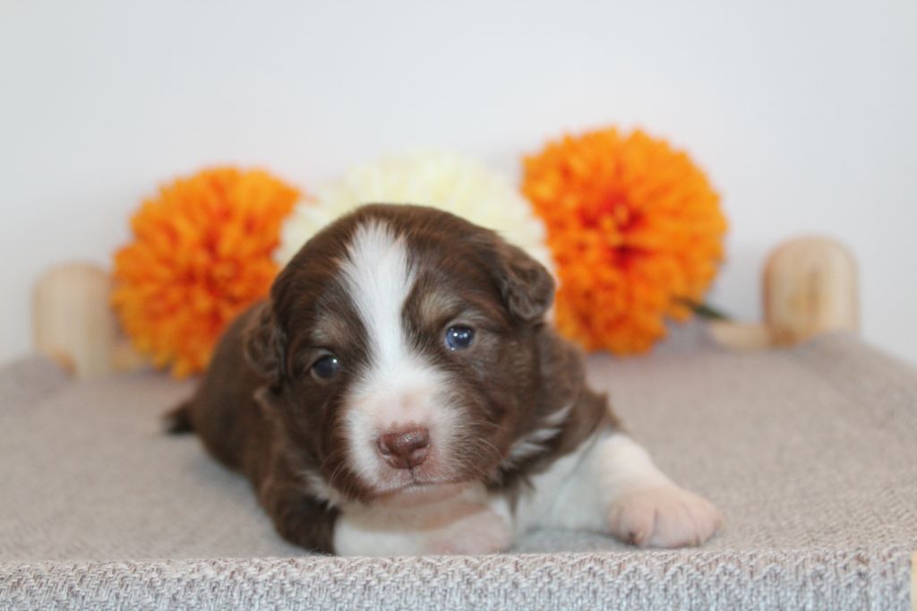Of Winner Mistral - Chiots disponibles - Berger Américain Miniature 
