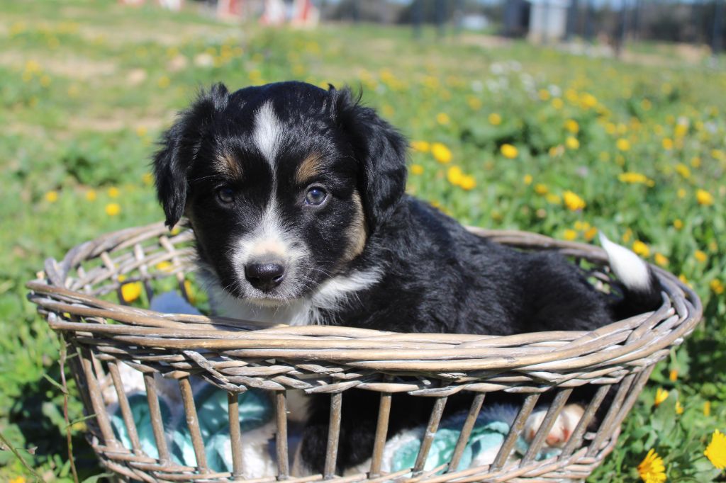 Of Winner Mistral - Chiots disponibles - Berger Américain Miniature 