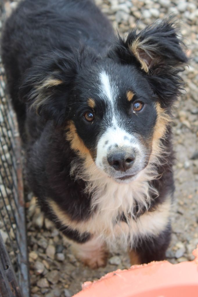 Of Winner Mistral - Chiots disponibles - Berger Américain Miniature 
