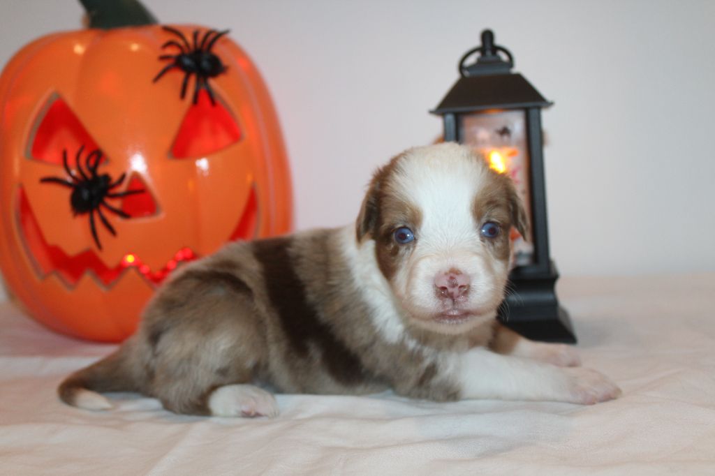 Of Winner Mistral - Chiots disponibles - Berger Américain Miniature 