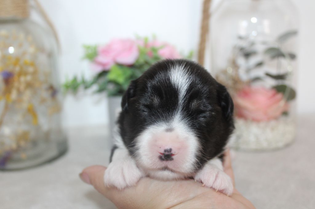 Of Winner Mistral - Chiots disponibles - Berger Américain Miniature 