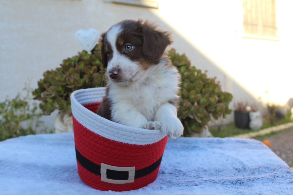 Of Winner Mistral - Chiots disponibles - Berger Américain Miniature 