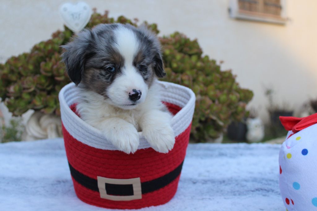 Of Winner Mistral - Chiots disponibles - Berger Américain Miniature 