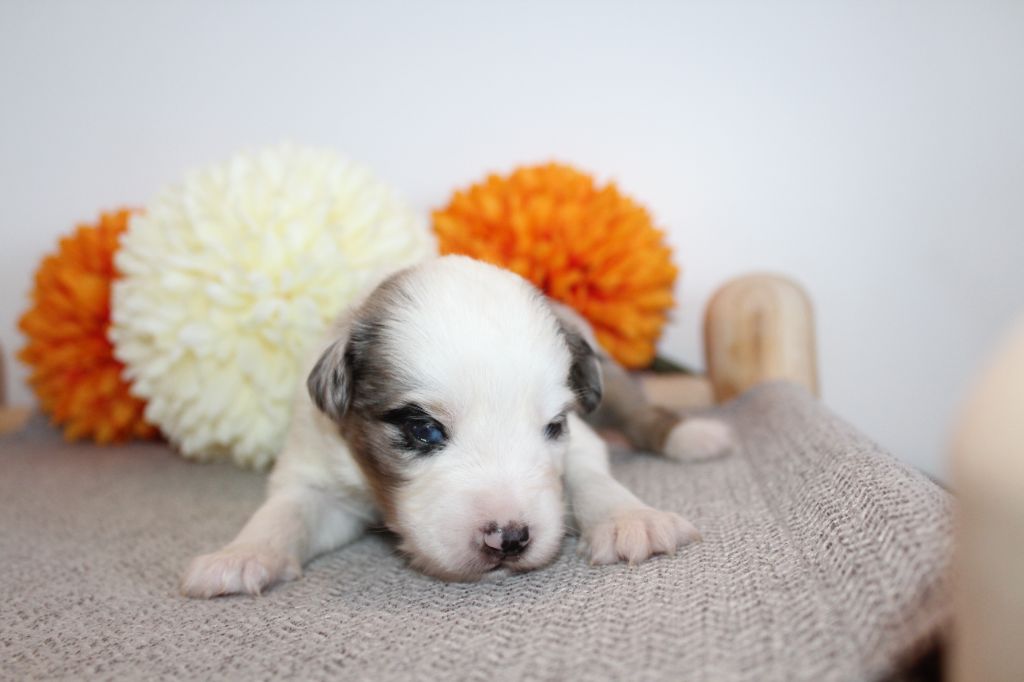Of Winner Mistral - Chiots disponibles - Berger Américain Miniature 