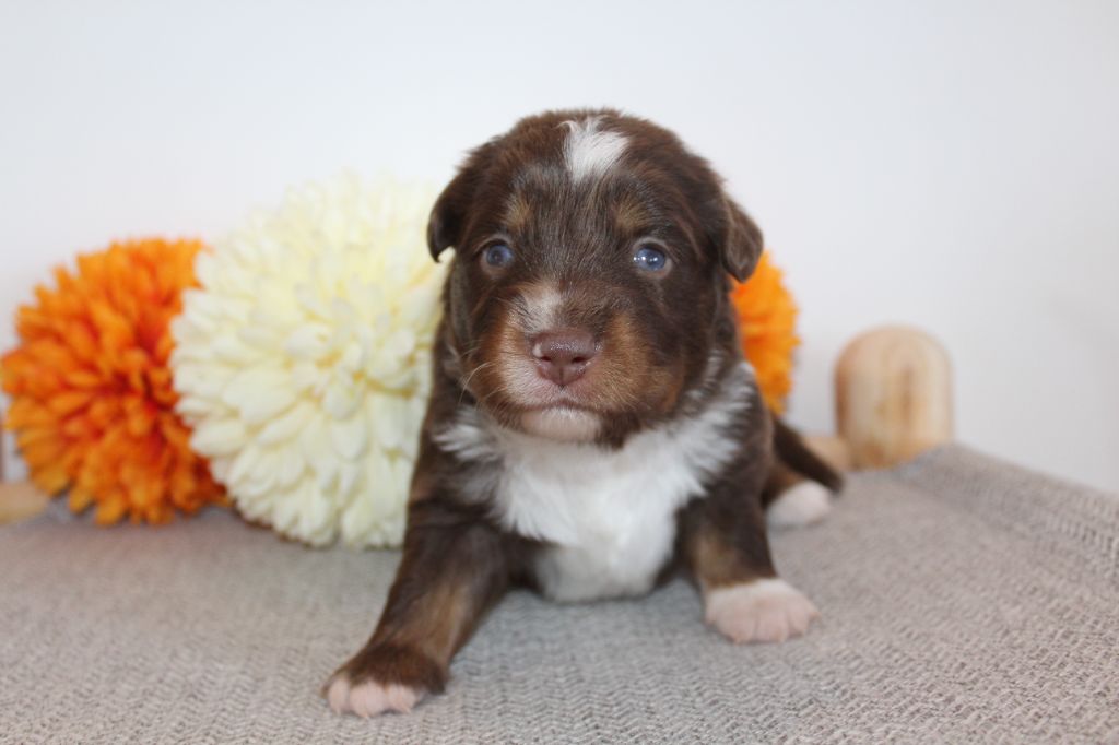 Of Winner Mistral - Chiots disponibles - Berger Américain Miniature 