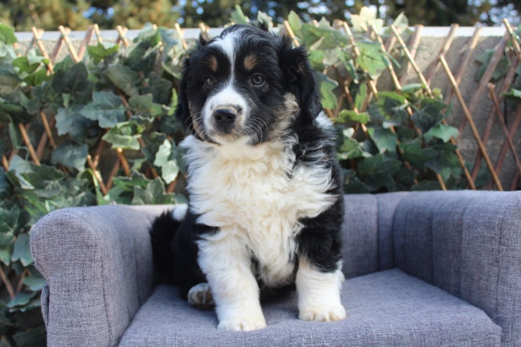 Of Winner Mistral - Berger Américain Miniature  - Portée née le 05/01/2025