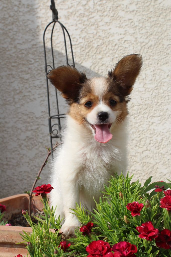 Of Winner Mistral - Chiots disponibles - Epagneul nain Continental (Papillon)
