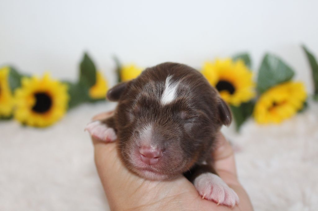 Of Winner Mistral - Chiots disponibles - Berger Américain Miniature 