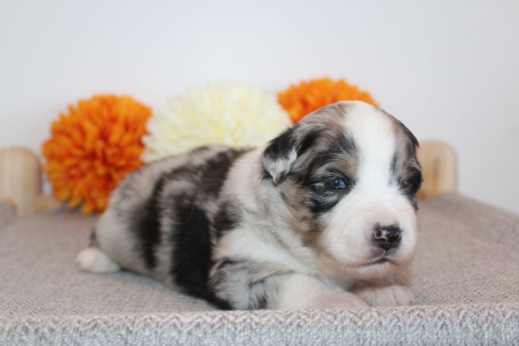 Of Winner Mistral - Chiots disponibles - Berger Américain Miniature 