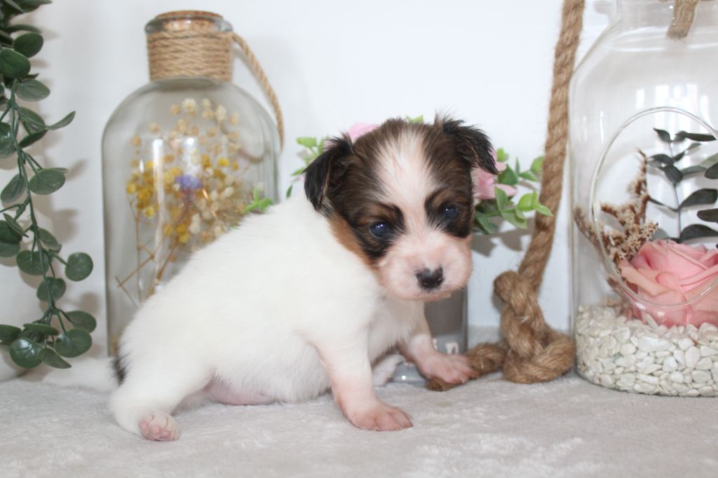 Of Winner Mistral - Chiots disponibles - Epagneul nain Continental (Papillon)