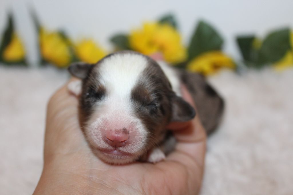 Of Winner Mistral - Chiots disponibles - Berger Américain Miniature 